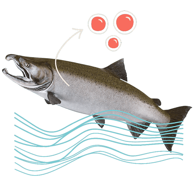 Rendering of a salmon and cells